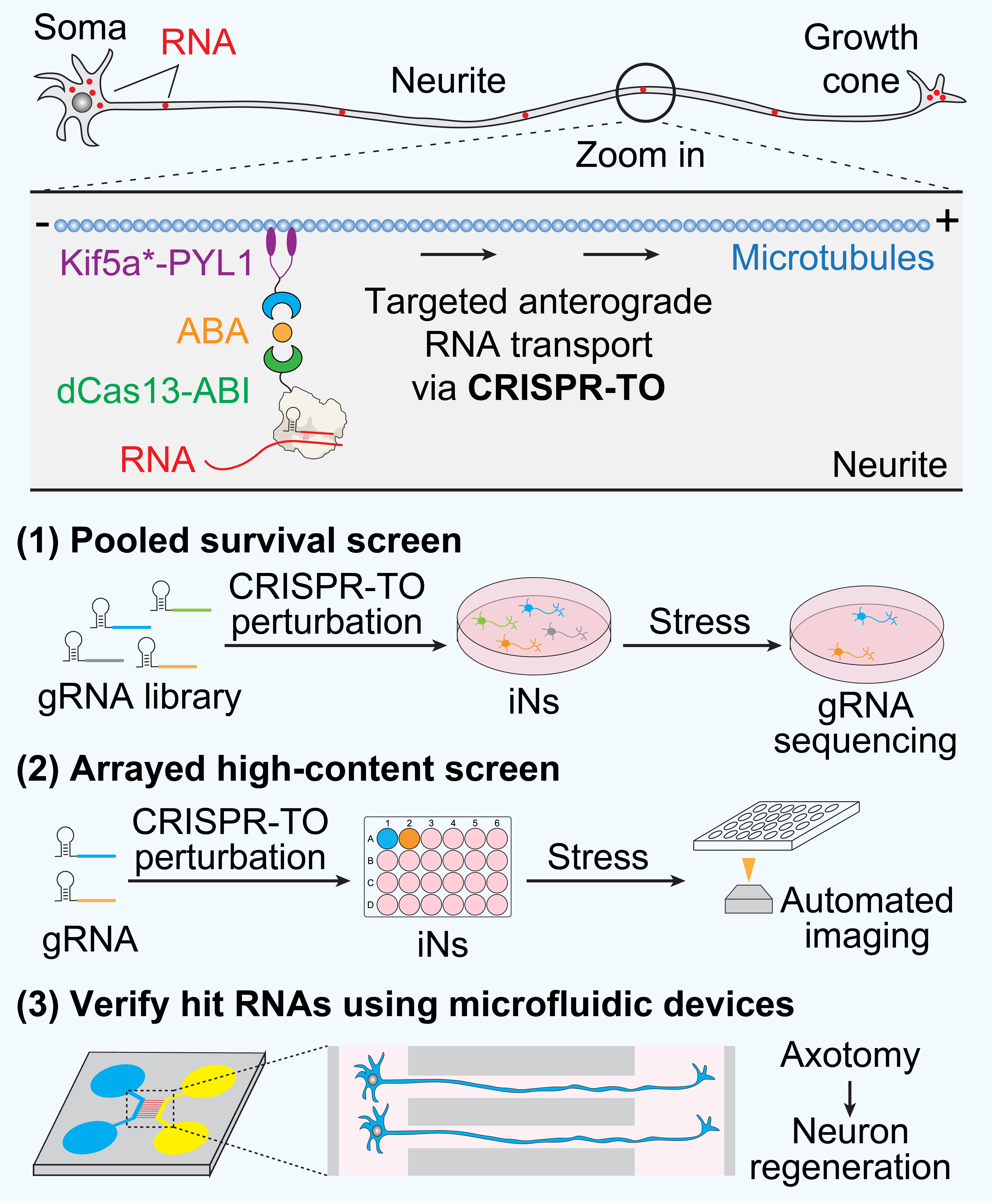 CRISPR-TO and the high-throughput screening